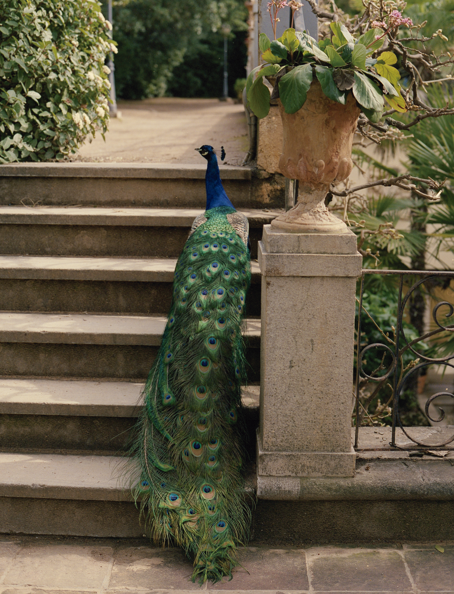 RISBEL_ARMANI_GRANADA_08